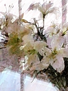 Flowers-027-bb.jpg
